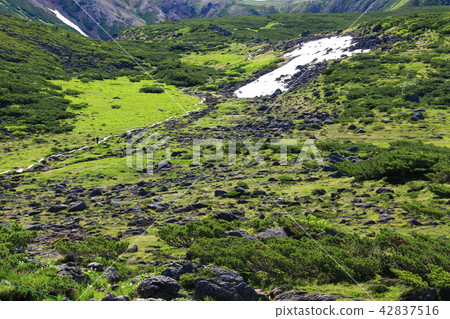 北阿爾卑斯山Unzenaira日本高山植物和岩石走在最後的秘密區 42837516