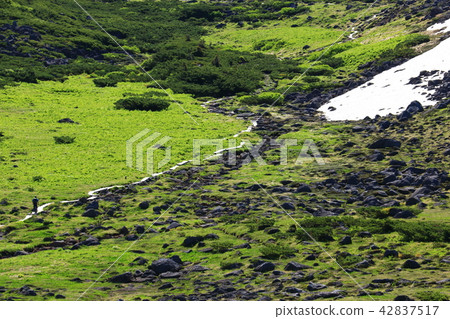 北阿爾卑斯山Unzenaira日本高山植物和岩石走在最後的秘密區 42837517