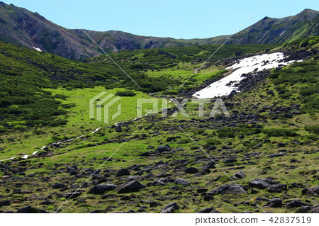 北阿爾卑斯山Unzenaira日本高山植物和岩石走在最後的秘密區 42837519