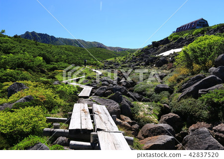 北阿爾卑斯山Unzenaira日本高山植物和岩石走在最後的秘密區 42837520