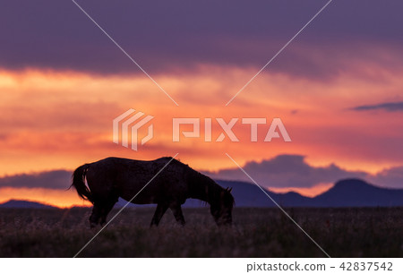 Wild Horse at Sunset 42837542