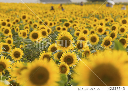 柳川市向日葵田， 42837543