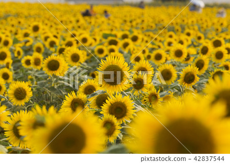 柳川市向日葵田， 42837544