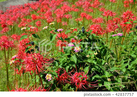 Autumn flowers 42837757