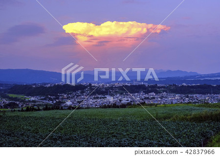 雪傍晚像鯨魚一樣 42837966