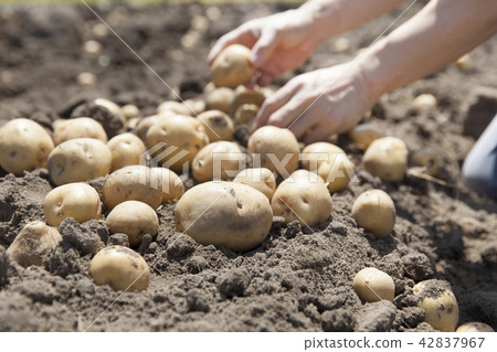 馬鈴薯收穫 42837967