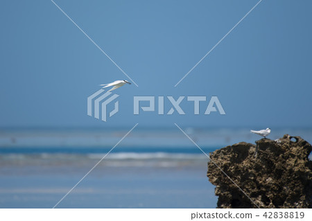 Eriro tern flying over the reef 42838819