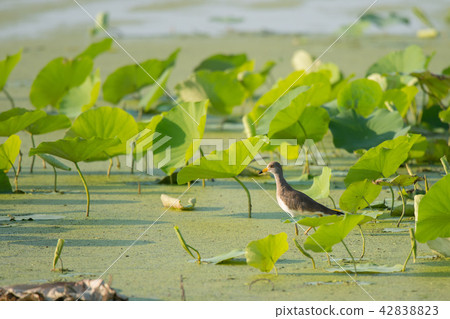 休息在蓮花領域的Keli幼鳥 休息在蓮花領域的Keli幼鳥 42838823