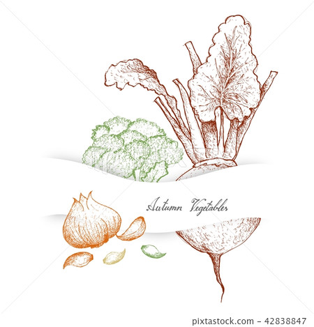 Autumn Vegetables of Broccoli, Beetroot and Garlic 42838847