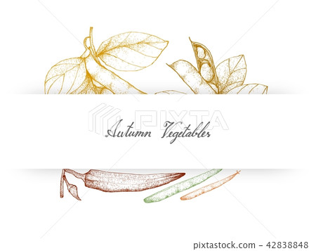 Autumn Vegetables of Fava Beans and Okra 42838848