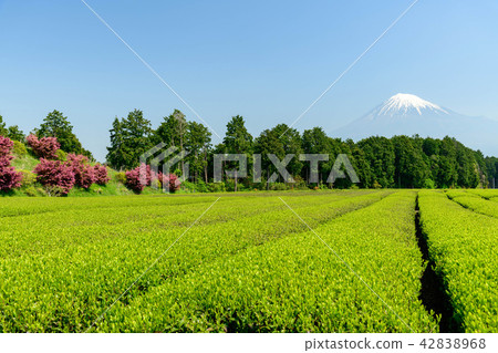 靜岡縣富士宮市山本至杜鵑花，茶田和富士山 42838968