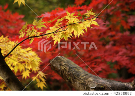Tottori Walking in the Four Seasons Autumn Ashizu Valley Tottori Walking in the Four Seasons Autumn Ashizu Valley 42838992