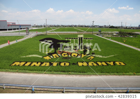 Rice field art 42839315