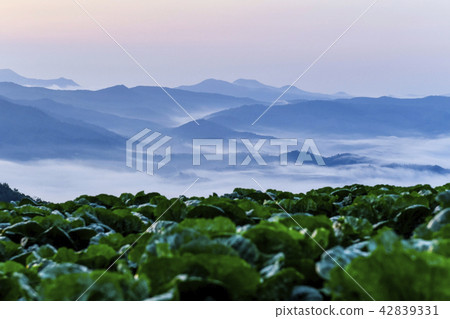 Wanghai, Chinese cabbage field, Anbendai, Wangsan-myeon, Gangneung-si, Gangwon-do 42839331