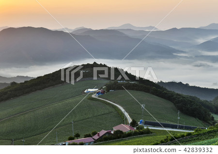 Wanghai, Chinese cabbage field, Anbendai, Wangsan-myeon, Gangneung-si, Gangwon-do 42839332