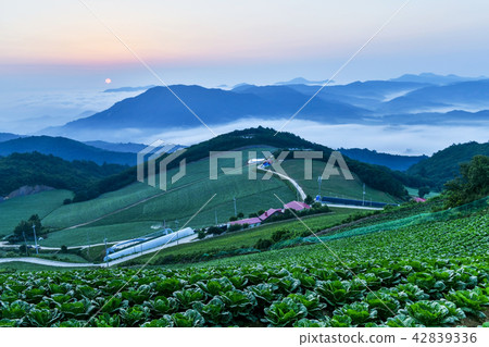 Wanghai, Chinese cabbage field, Anbendai, Wangsan-myeon, Gangneung-si, Gangwon-do Wanghai, Chinese cabbage field, Anbendai, Wangsan-myeon, Gangneung-si, Gangwon-do 42839336