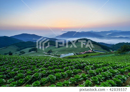 Wanghai, Chinese cabbage field, Anbendai, Wangsan-myeon, Gangneung-si, Gangwon-do 42839337