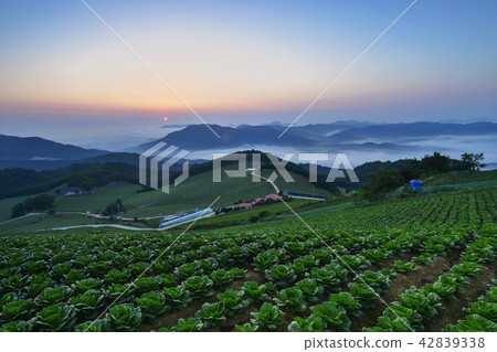 Wanghai, Chinese cabbage field, Anbendai, Wangsan-myeon, Gangneung-si, Gangwon-do Wanghai, Chinese cabbage field, Anbendai, Wangsan-myeon, Gangneung-si, Gangwon-do 42839338