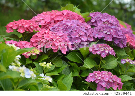  hydrangea 42839441