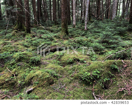 Shirakoman's pond Moss forest Shirakoman's pond Moss forest 42839653