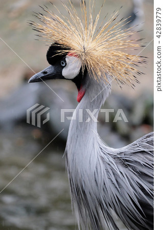 Kamu Ruru profile 42839779