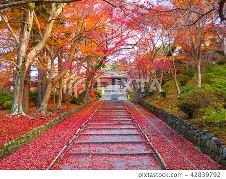 Autumn leaves of Bishamondo and scattered Momiji 42839792