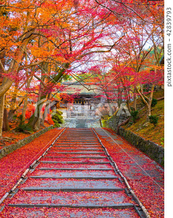 Autumn leaves of Bishamondo and scattered Momiji Autumn leaves of Bishamondo and scattered Momiji 42839793