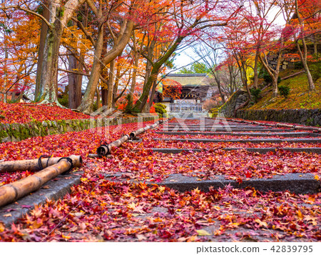 Autumn leaves of Bishamondo and scattered Momiji 42839795