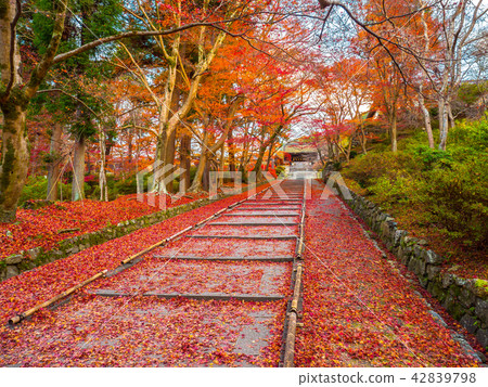 Autumn leaves of Bishamondo and scattered Momiji 42839798