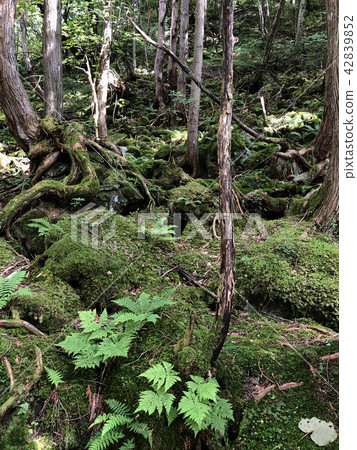 Moss forest near Tateshina Otaki Moss forest near Tateshina Otaki 42839852