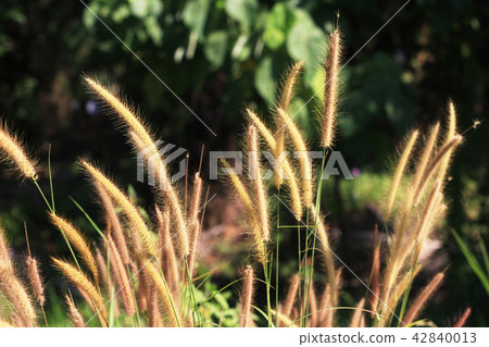 para grass in the garden on summer. 42840013