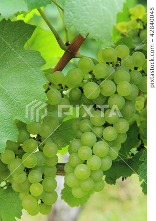 Wine grape Chardonnay 42840048