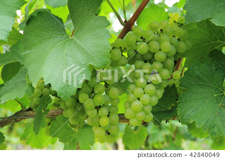 葡萄酒霞多麗 42840049