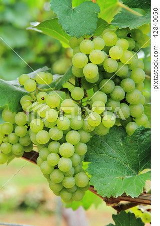 葡萄酒霞多麗 42840050