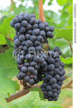 葡萄酒黑比諾葡萄酒 葡萄酒黑比諾葡萄酒 42840051
