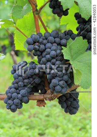 葡萄酒黑比諾葡萄酒 葡萄酒黑比諾葡萄酒 42840053
