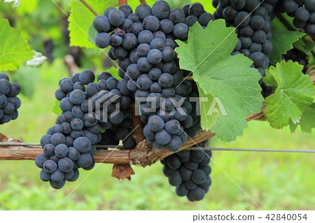 葡萄酒黑比諾葡萄酒 42840054