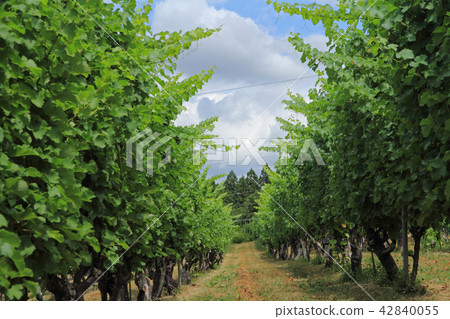 夏季葡萄酒葡萄園 42840055