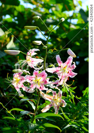 鹿子百合 鹿子百合 42840064