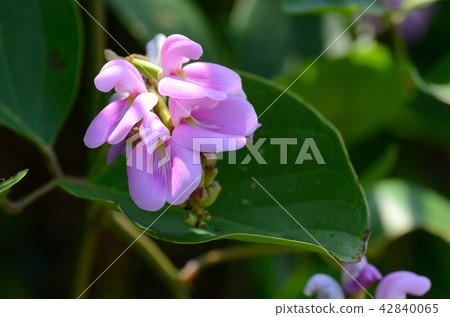 Homana豆 Homana豆 42840065