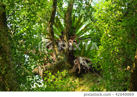 Otaniwatari Otaniwatari 42840069