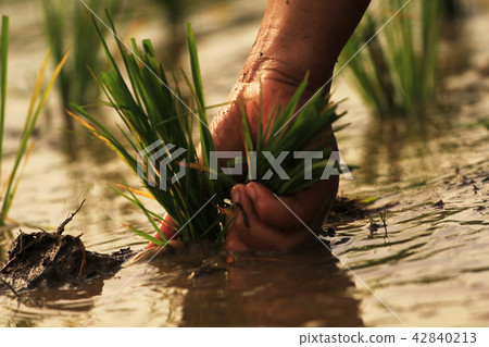 making rice farm in the rain season. making rice farm in the rain season. 42840213