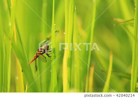 dragonfly flying in the rice field after raining. 42840214