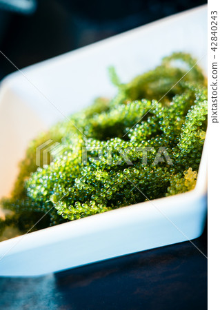    海洋葡萄 42840243