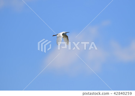 小白鷺 小白鷺 42840259