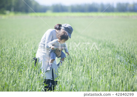 Parent and child of the field 42840299
