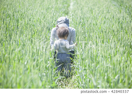 Parent and child of the field 42840337
