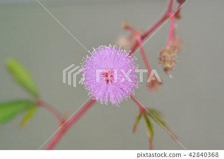 Ojigisaw花 Ojigisaw花 42840368