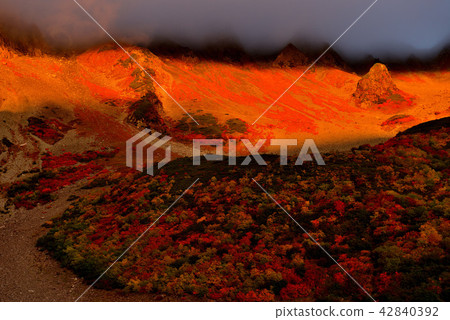 Lively foliage Lively foliage 42840392
