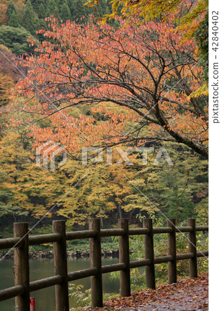 鳥取走在四季秋季足穗谷 鳥取走在四季秋季足穗谷 42840402